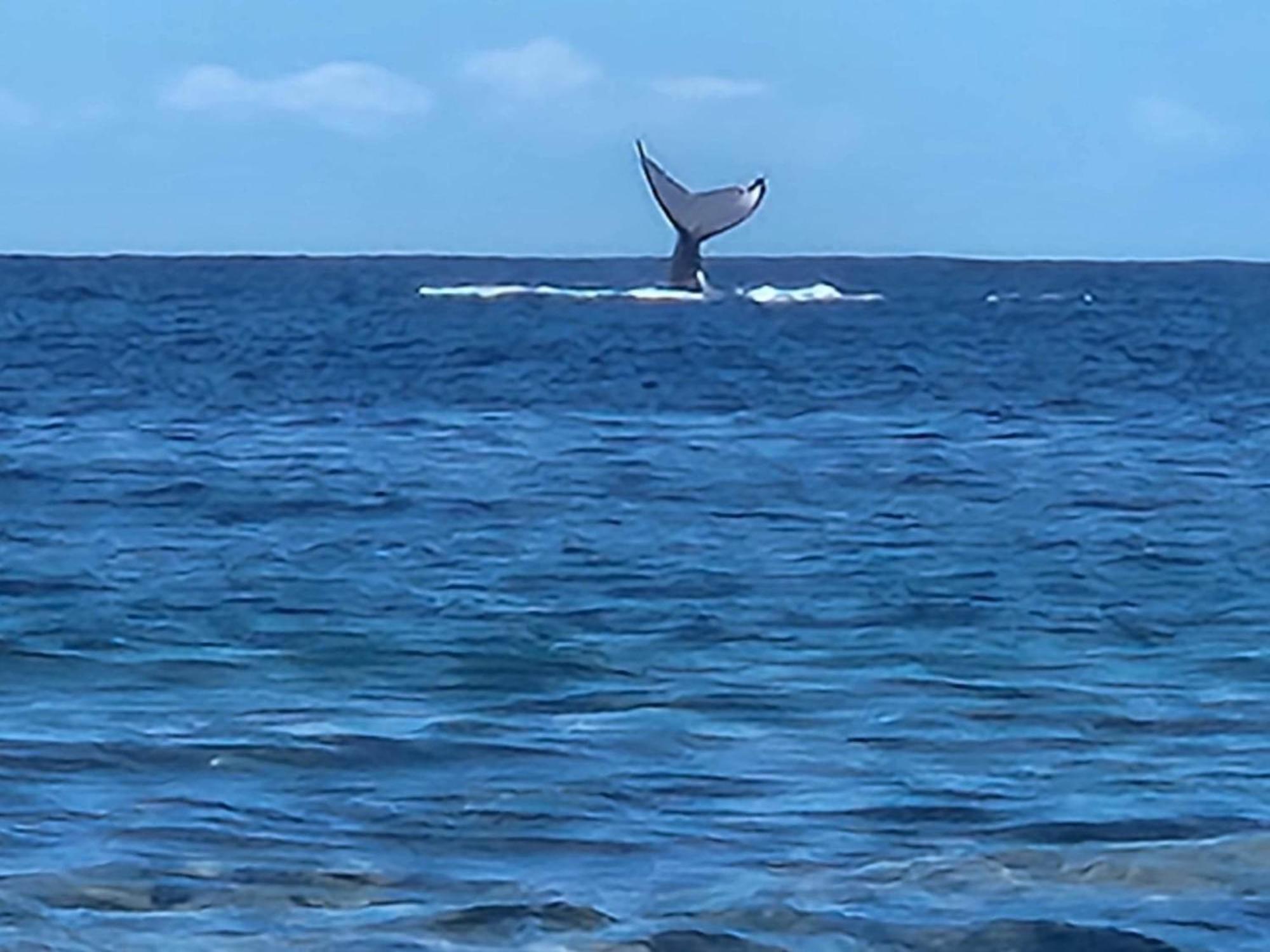 Moorea Temae Bungalow Lory Bord De Mer Экстерьер фото